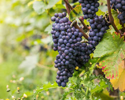 Grapes